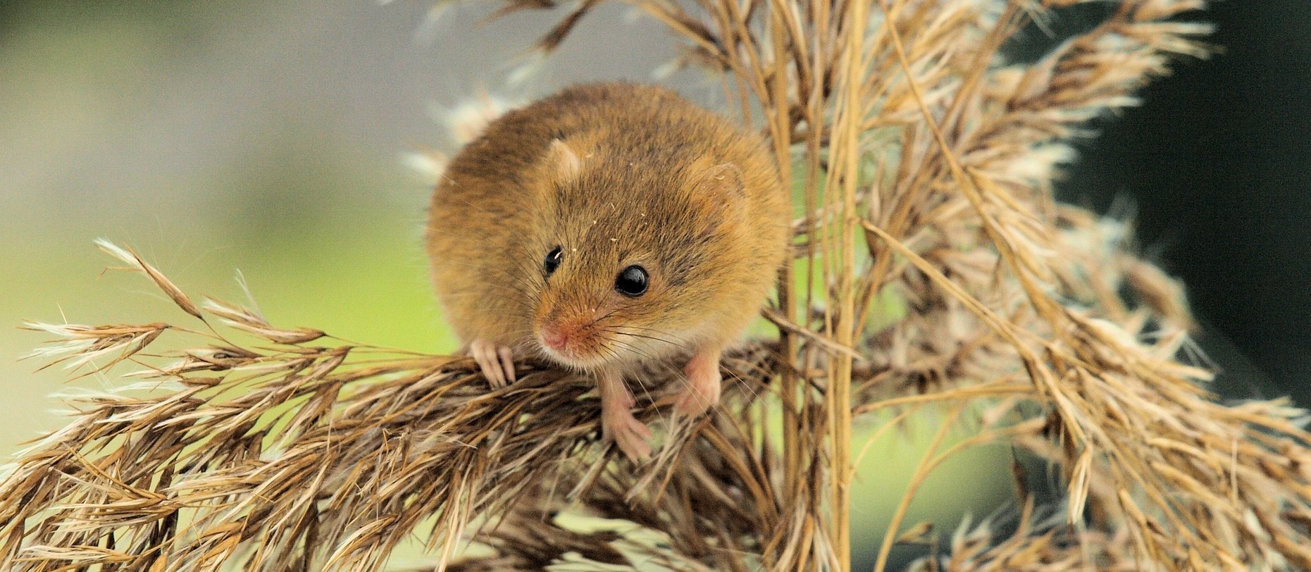 Feldmaus