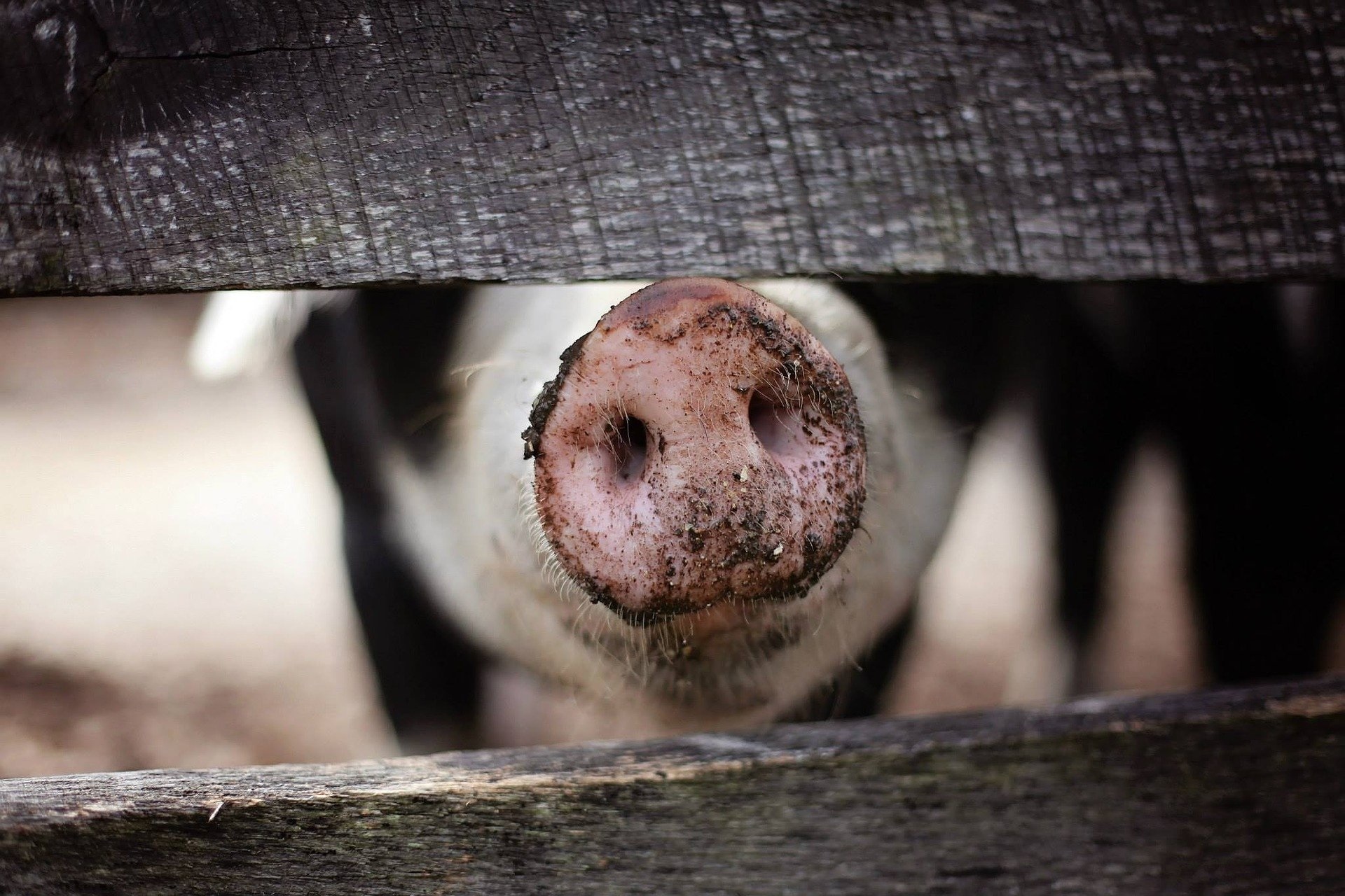 Schweineschnauze