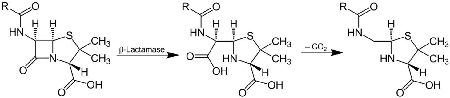 Hydrolyse eines beta-Laktamantibiotikums durch eine beta-Laktamase