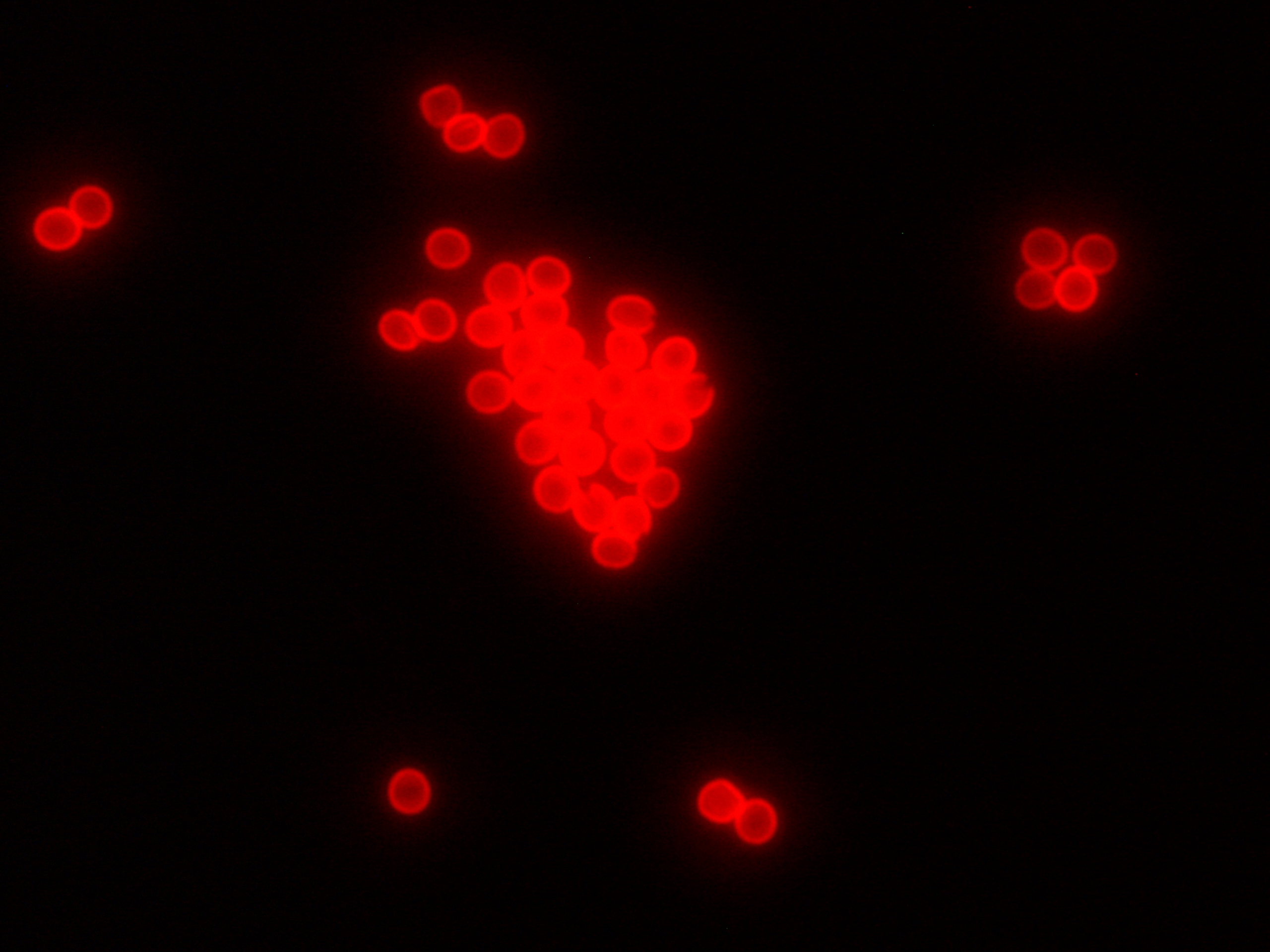 Kryptosporidien C_Delling