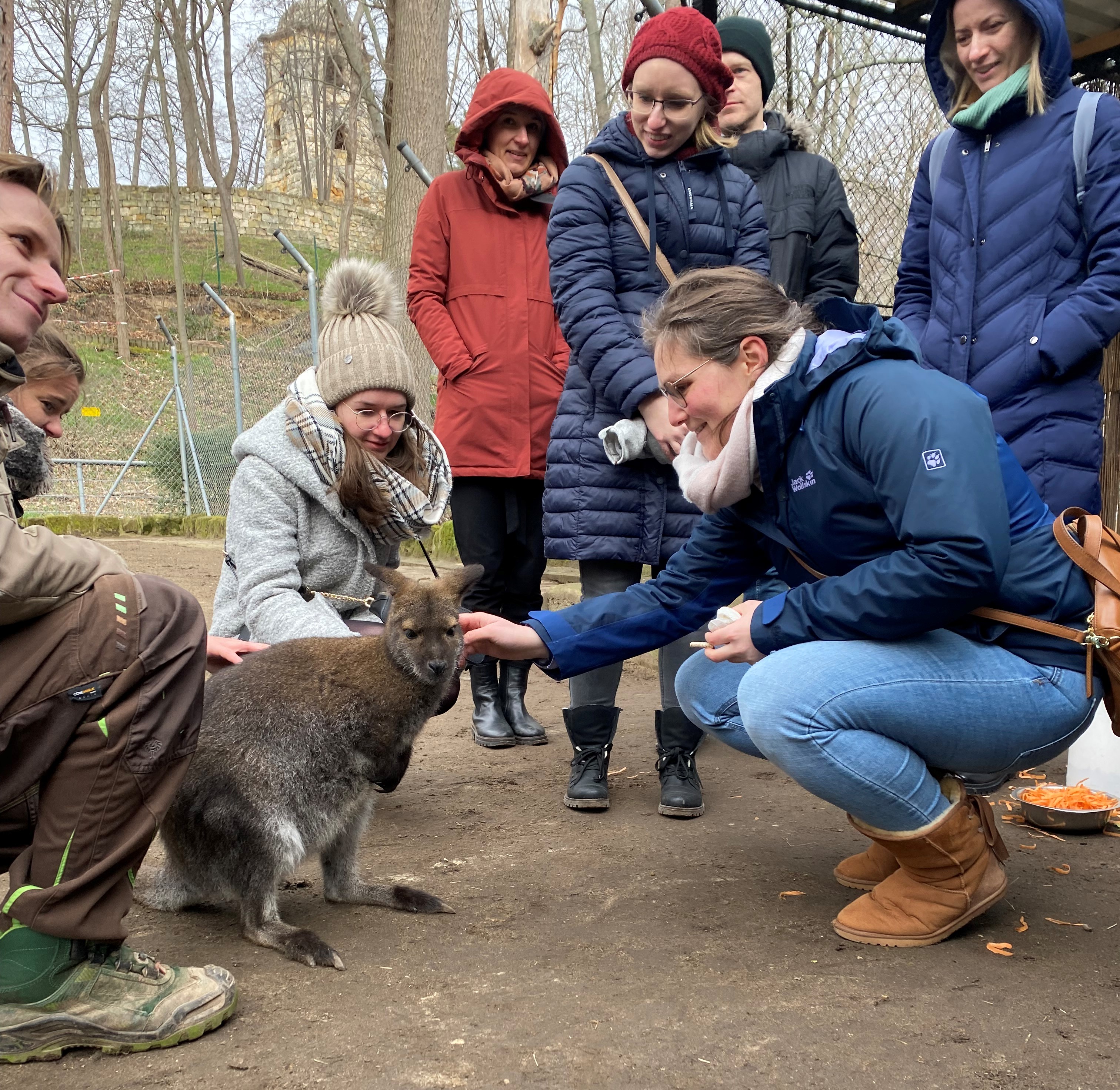 Känguru Joey