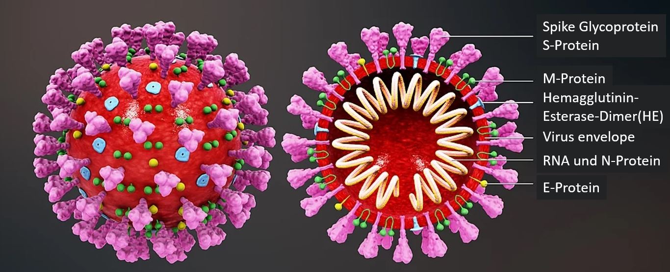 3D Structure SARS-CoV-2