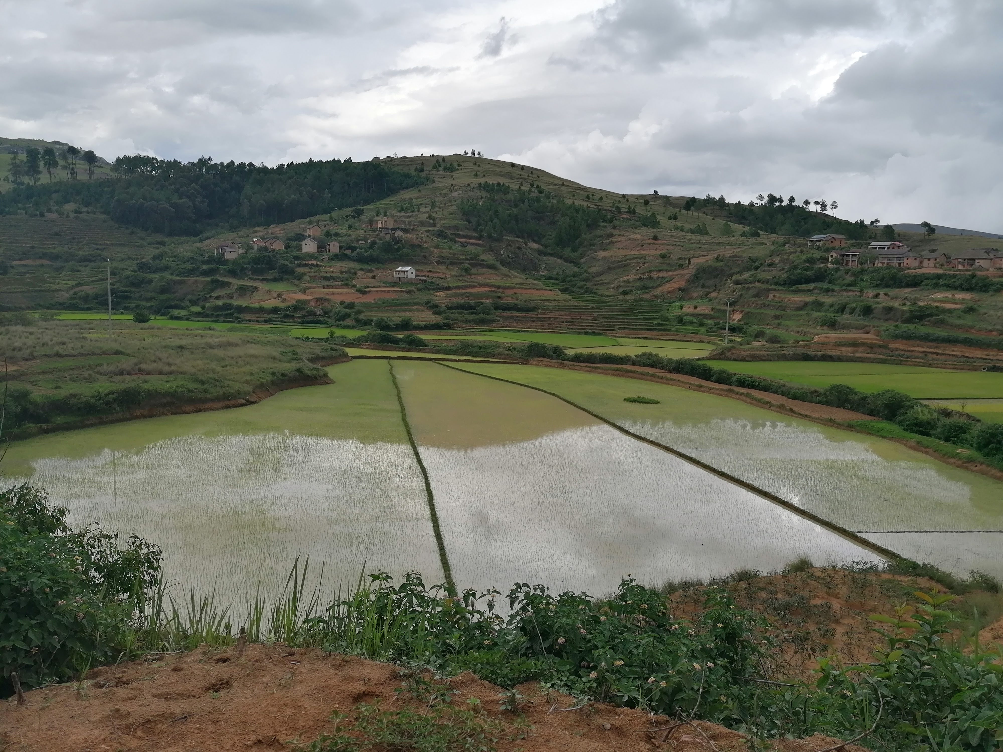 Rice fields Madagascar